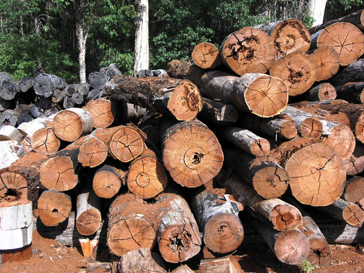 Image of logs