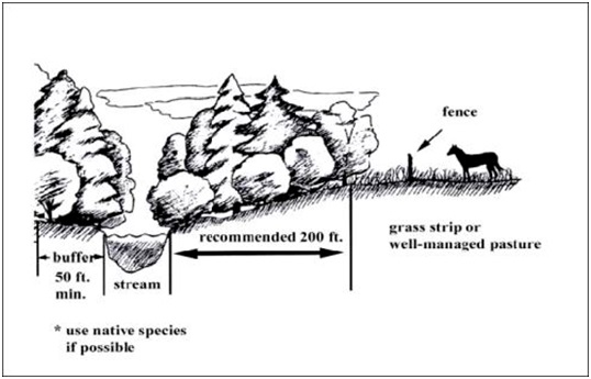 Image of a vegetated buffer