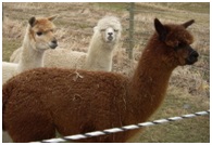 Image of llamas