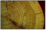 Image of a cross sectioned log